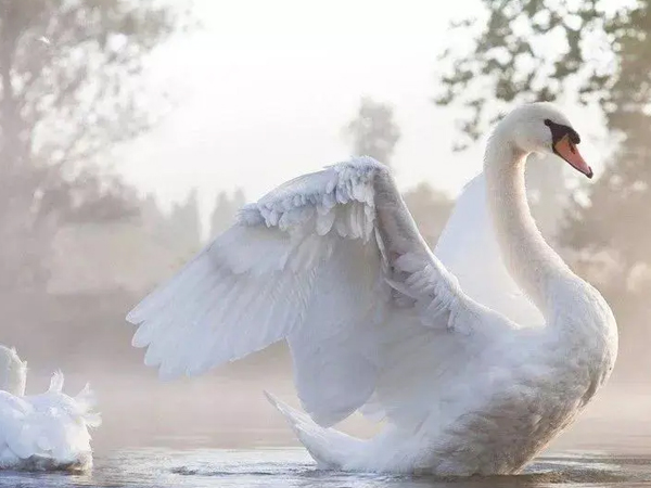 藝術(shù)涂料天鵝絨